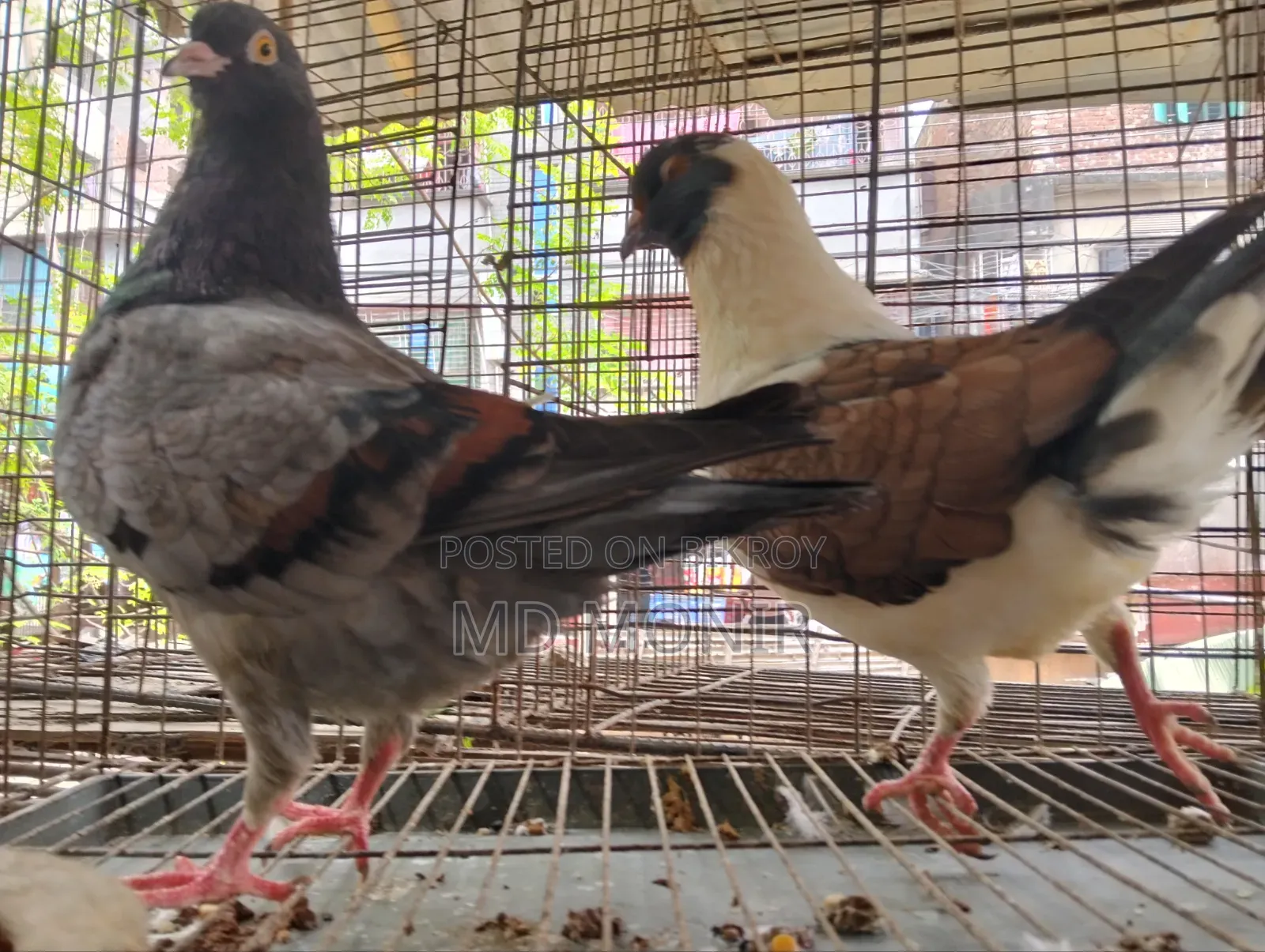 King Pigeon