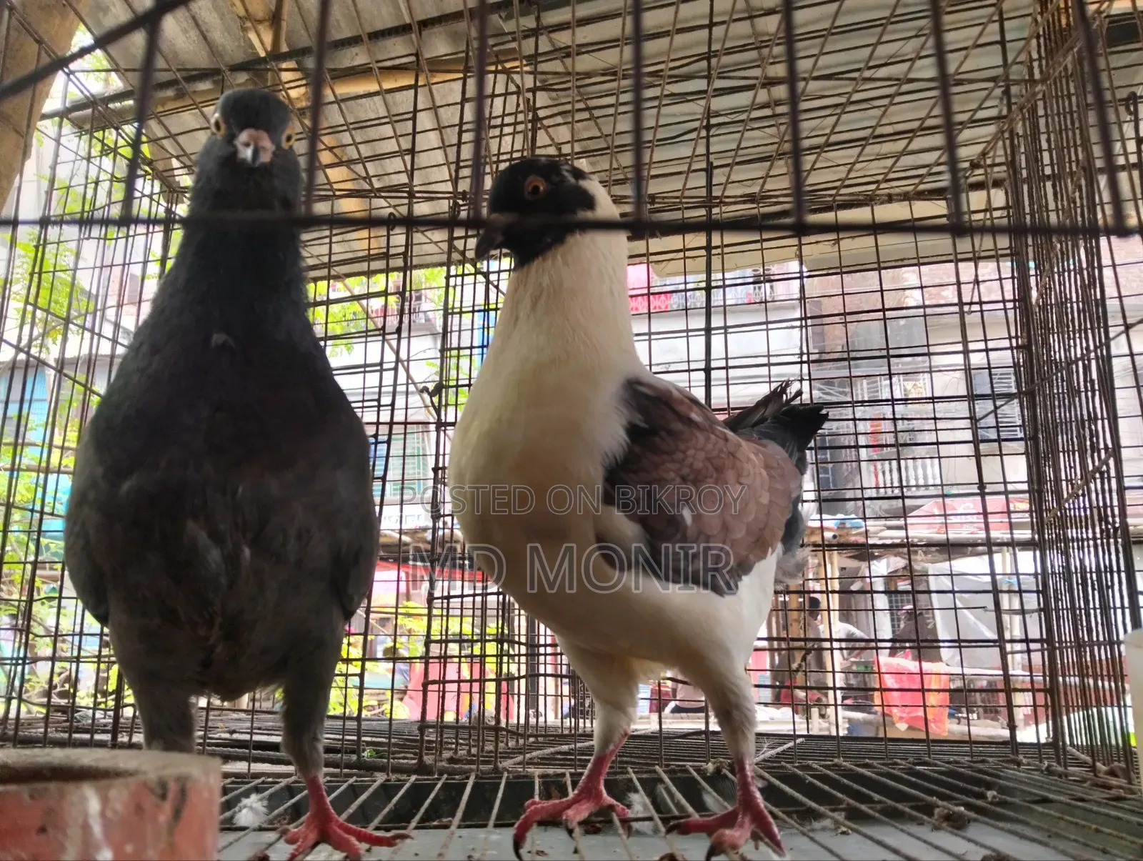 King Pigeon