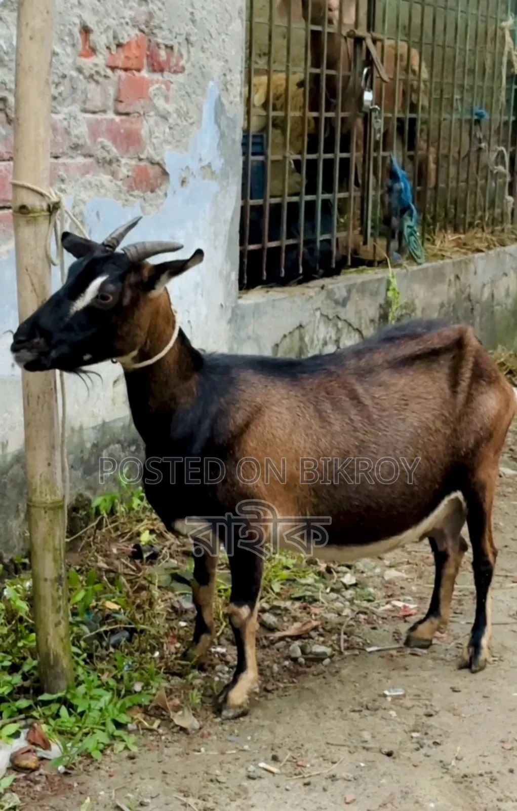 Four Months + Pregnant Black Bengal Goat