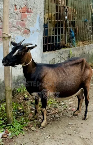 Four Months + Pregnant Black Bengal Goat