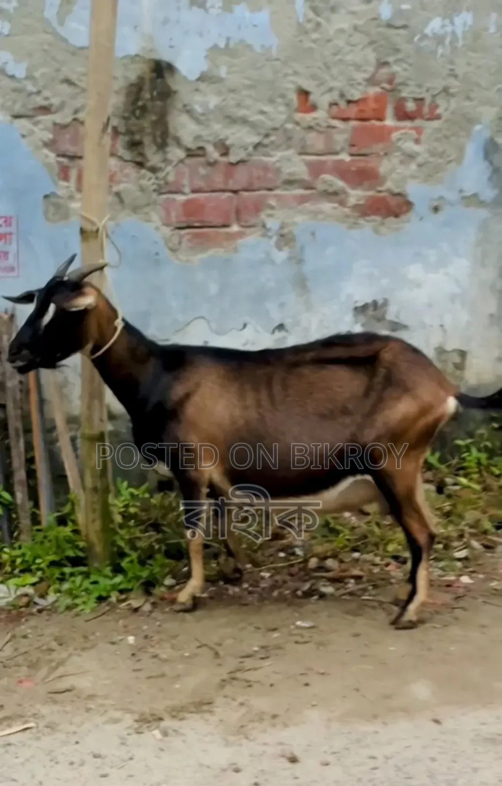 Four Months + Pregnant Black Bengal Goat