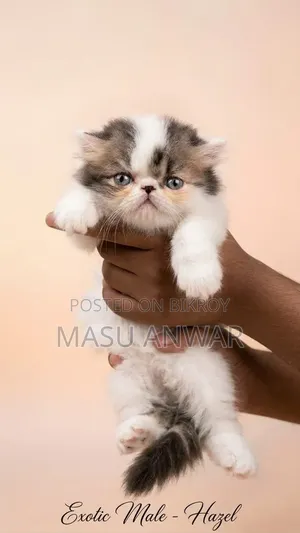 0-1 Month Female Purebred Exotic