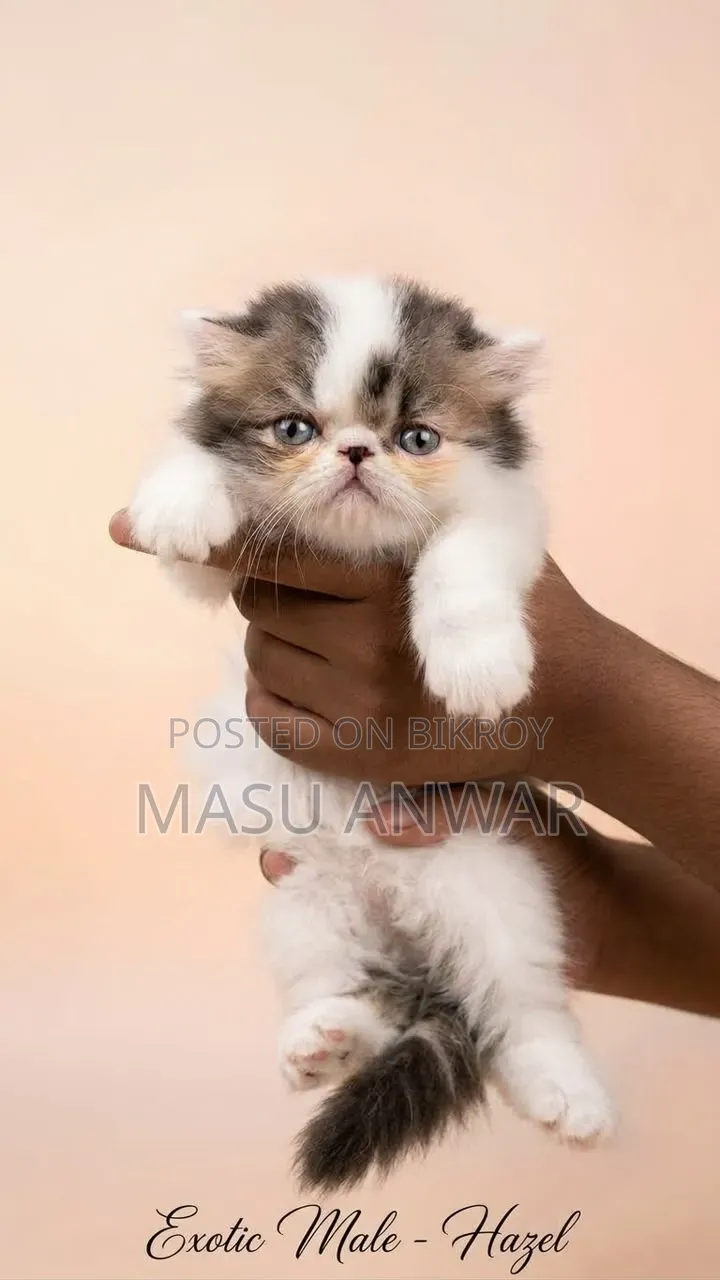 0-1 Month Female Purebred Exotic
