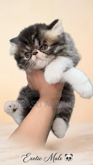 0-1 Month Female Purebred Exotic