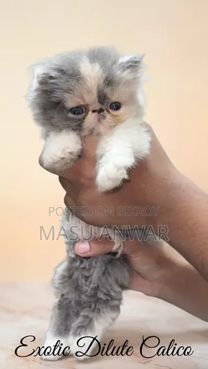 0-1 Month Female Purebred Exotic