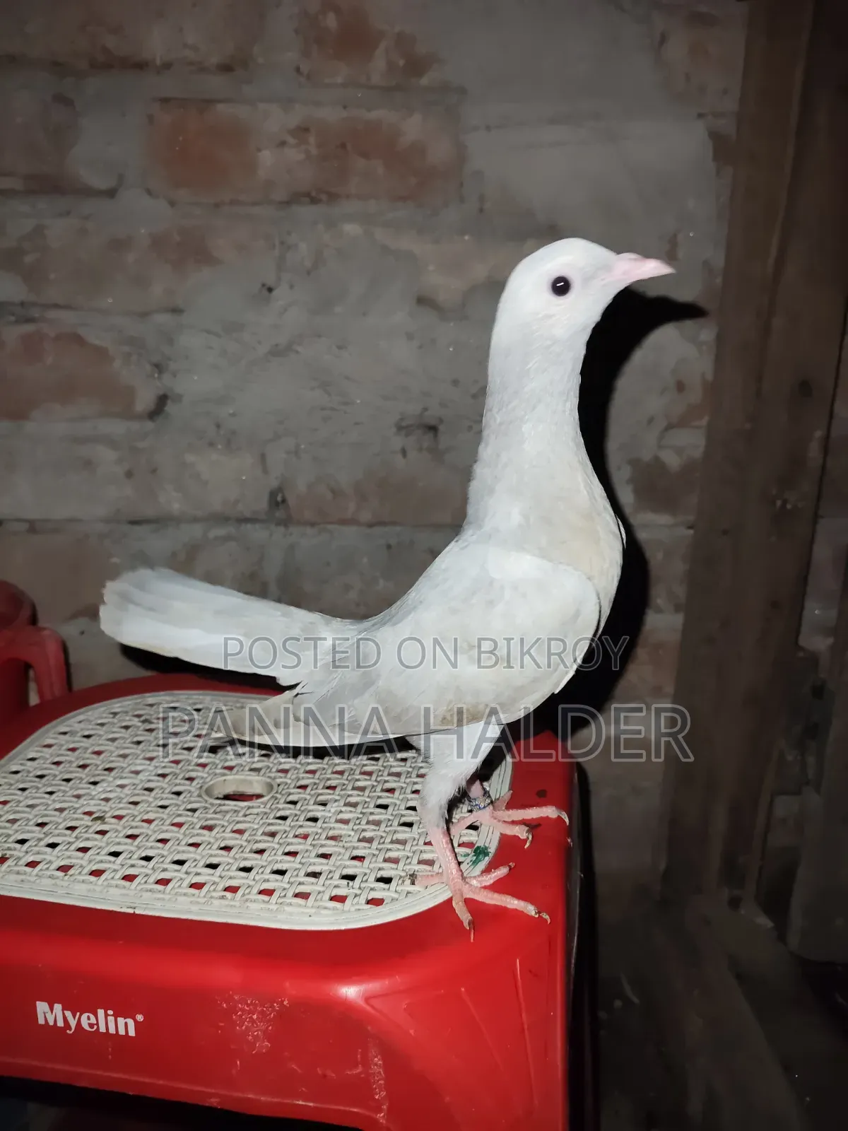 Saleti Pigeon