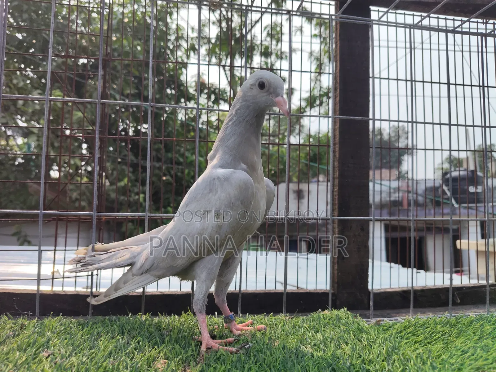 Saleti Pigeon