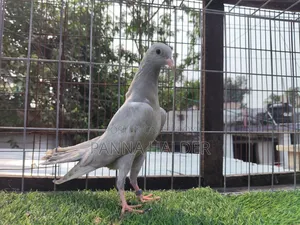 Saleti Pigeon