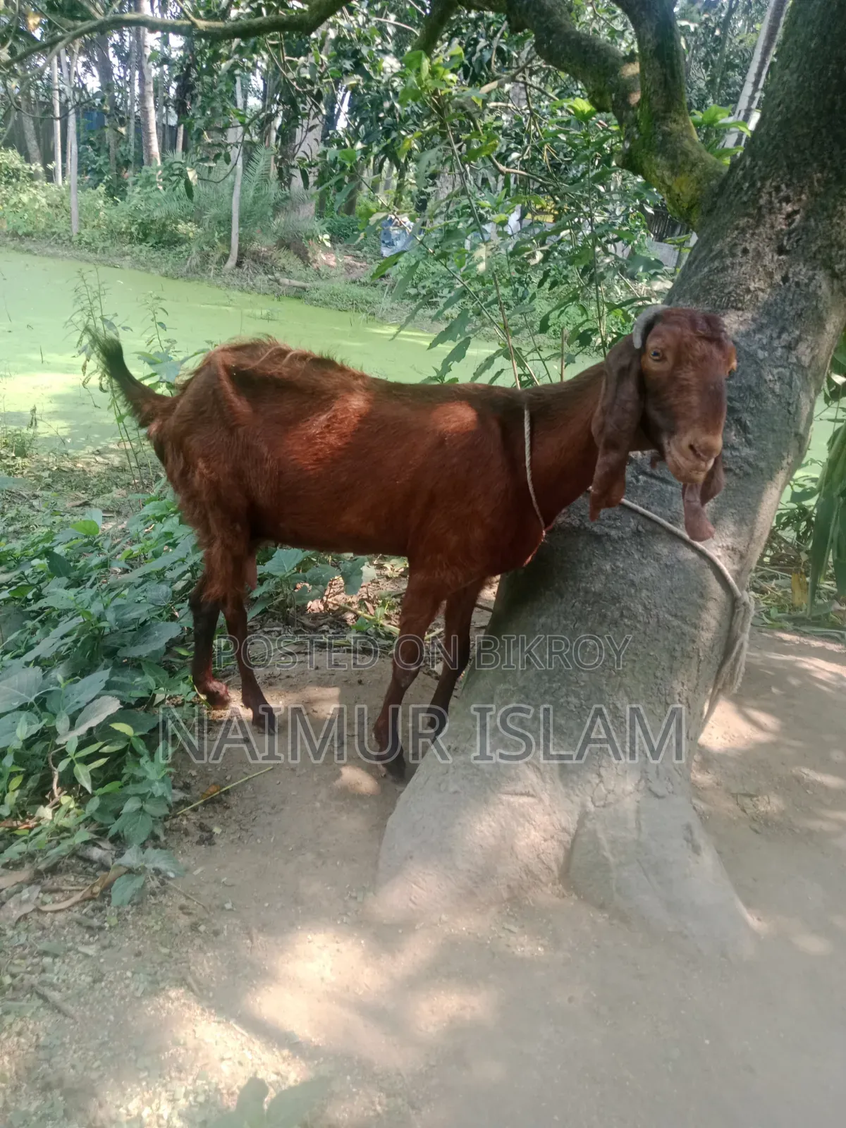 Farm Goat