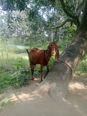 Farm Goat