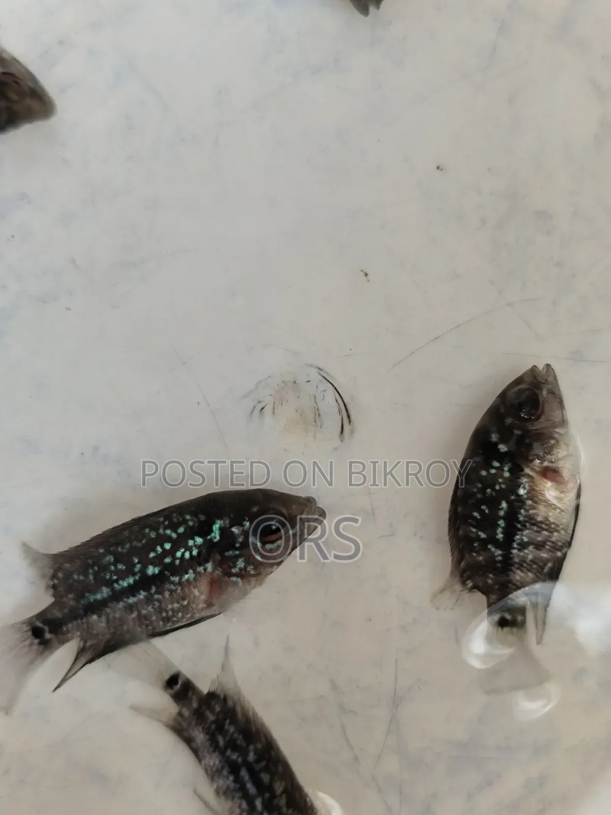 ফ্লাওয়ারহর্ন ফিশ বেবি ১ ইঞ্চি সাইজ