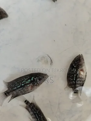 ফ্লাওয়ারহর্ন ফিশ বেবি ১ ইঞ্চি সাইজ