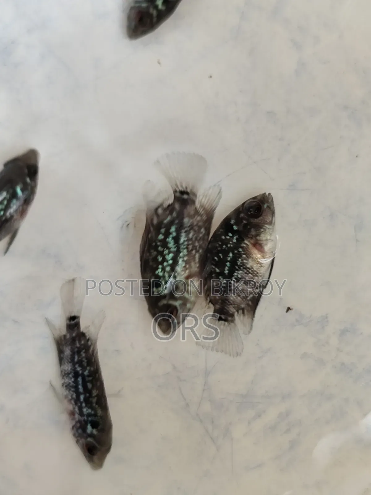 ফ্লাওয়ারহর্ন ফিশ বেবি ১ ইঞ্চি সাইজ