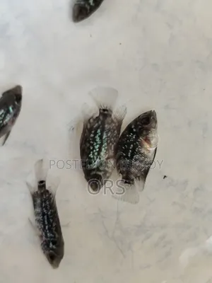 ফ্লাওয়ারহর্ন ফিশ বেবি ১ ইঞ্চি সাইজ