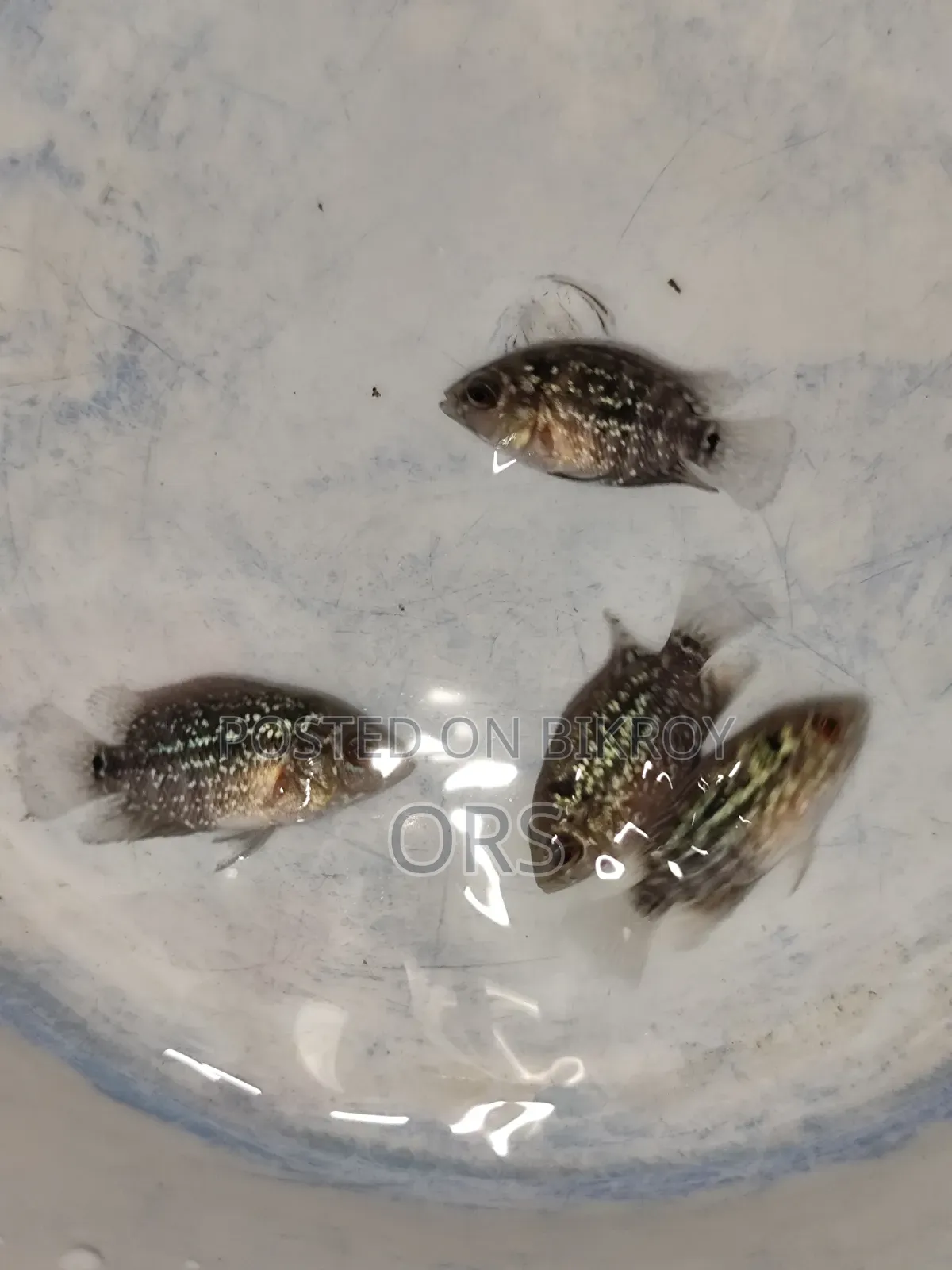 ফ্লাওয়ারহর্ন ফিশ বেবি ১ ইঞ্চি সাইজ