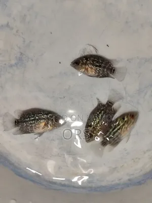 ফ্লাওয়ারহর্ন ফিশ বেবি ১ ইঞ্চি সাইজ