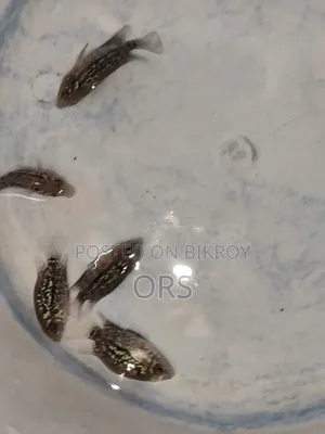 ফ্লাওয়ারহর্ন ফিশ বেবি ১ ইঞ্চি সাইজ