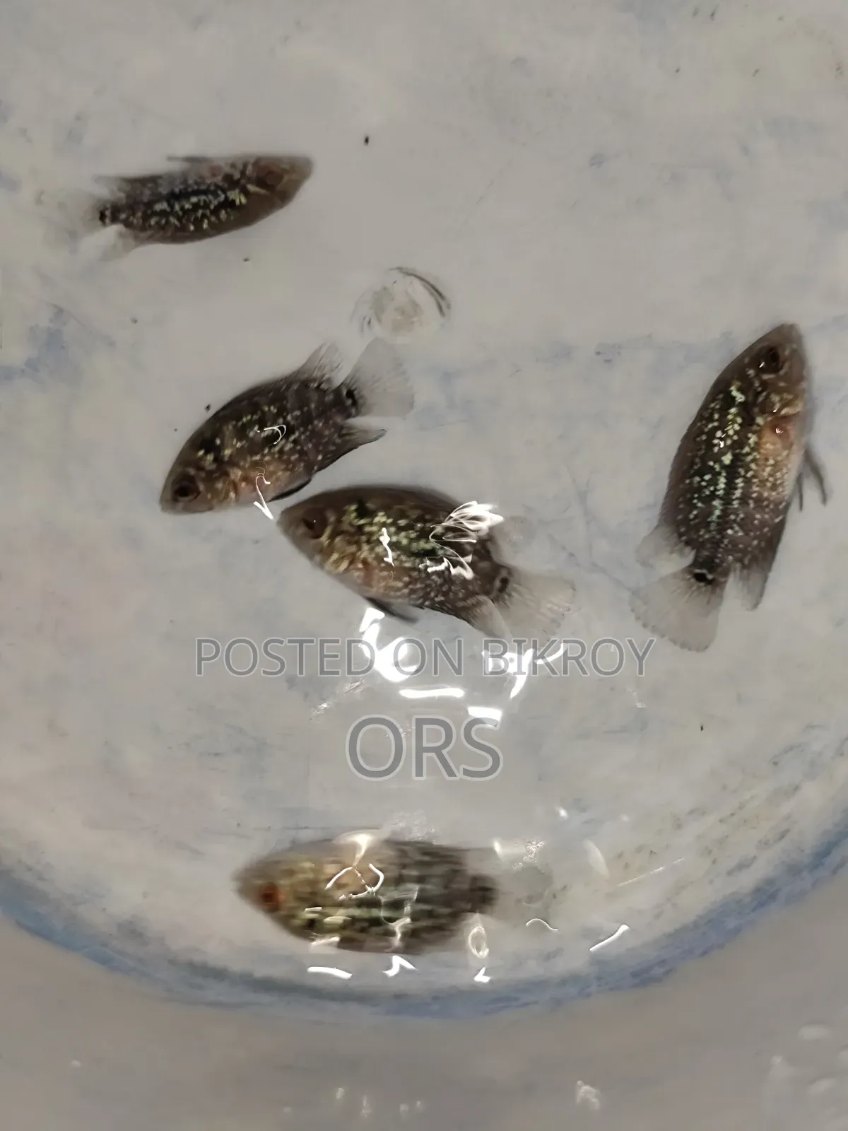 ফ্লাওয়ারহর্ন ফিশ বেবি ১ ইঞ্চি সাইজ