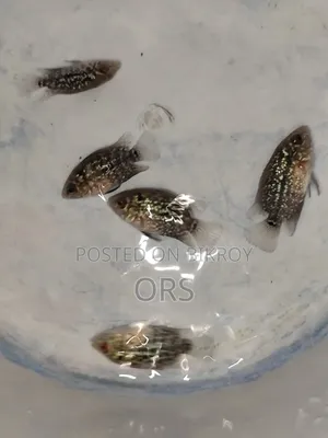 ফ্লাওয়ারহর্ন ফিশ বেবি ১ ইঞ্চি সাইজ