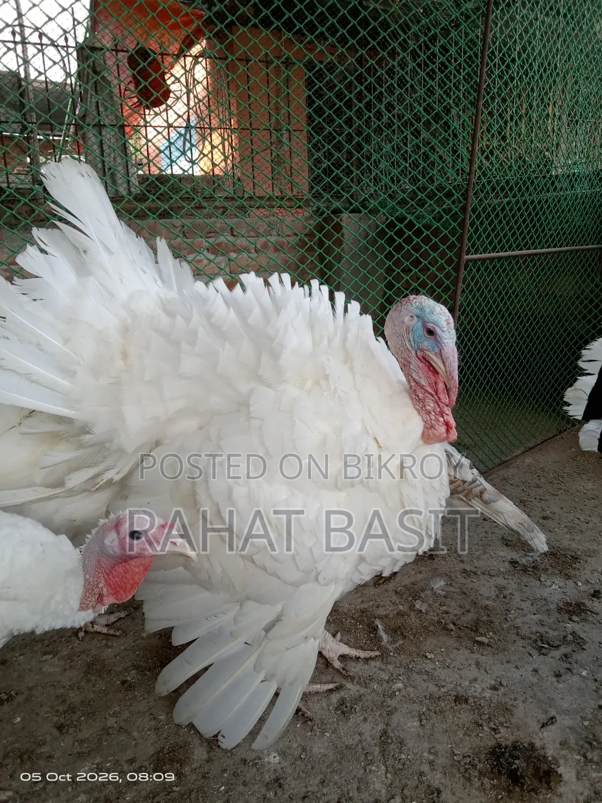 টার্কি ৬ মাসের