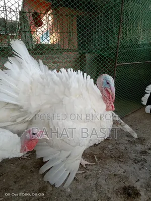 টার্কি ৬ মাসের