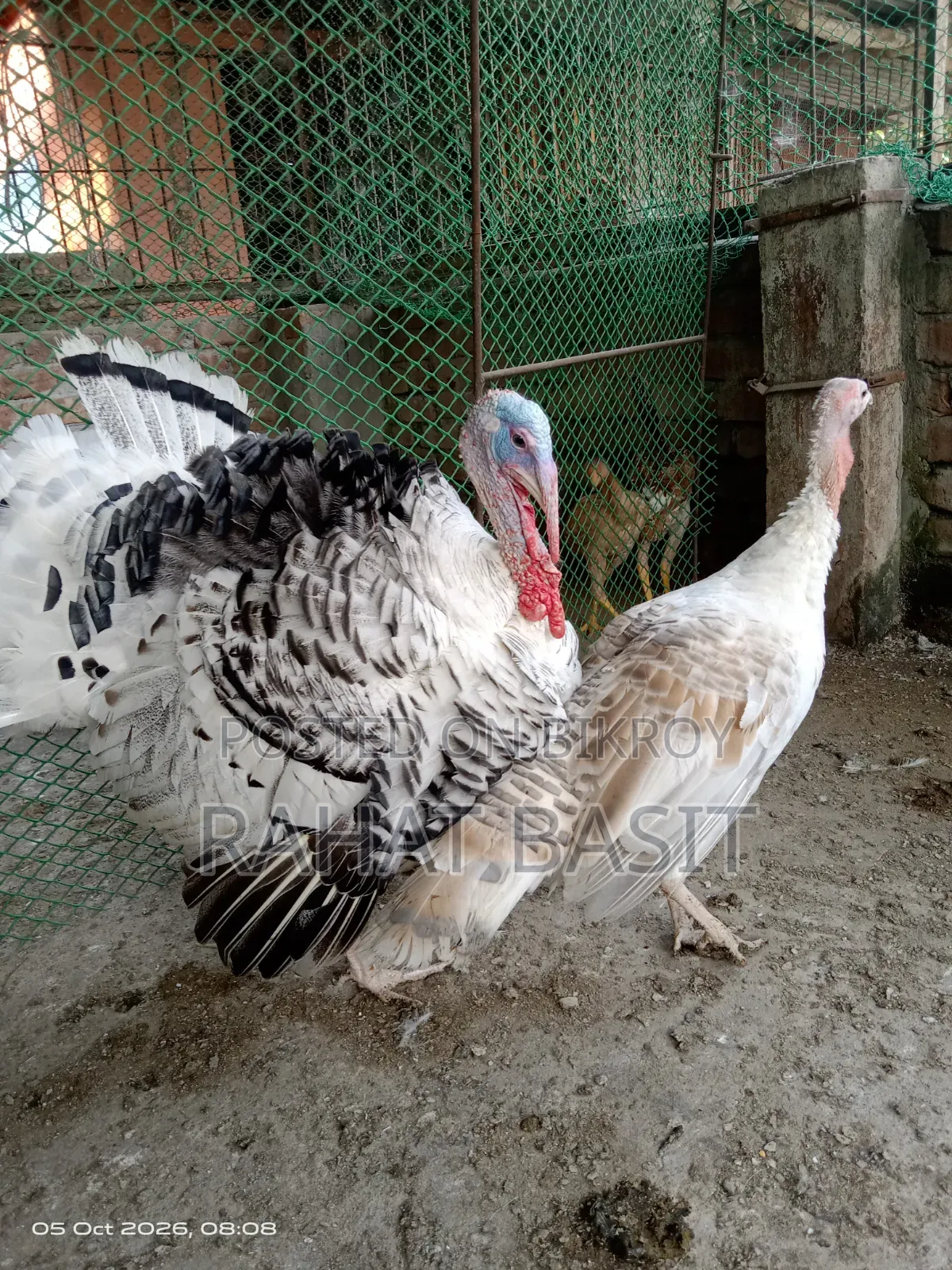 টার্কি ৬ মাসের