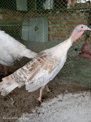 টার্কি ৬ মাসের