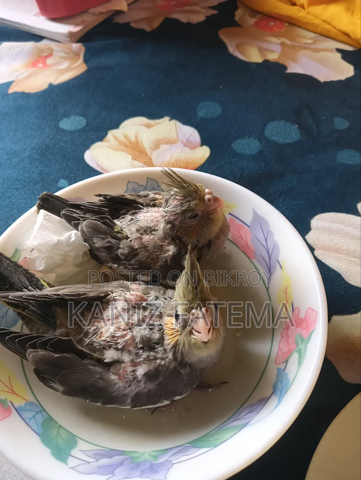 ১ মাস বয়সী কোকাটেল পাখির বাচ্চা বিক্রি