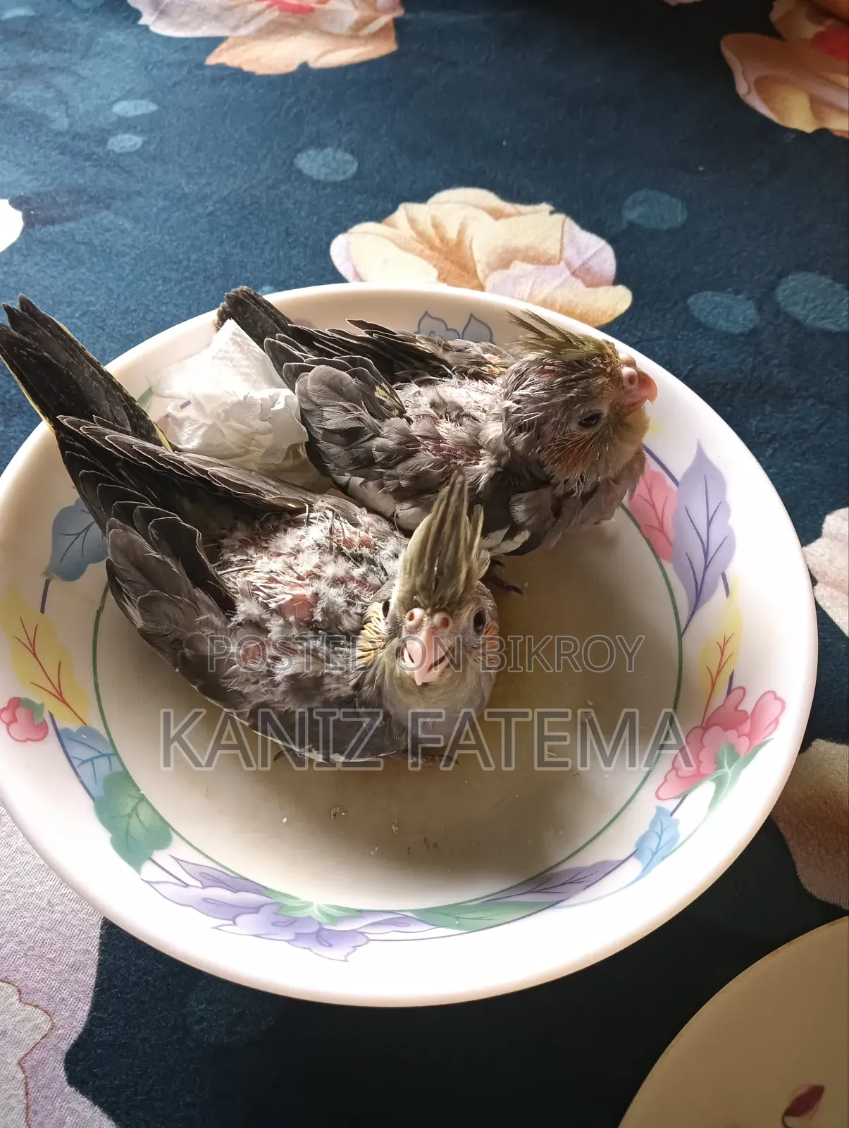 ১ মাস বয়সী কোকাটেল পাখির বাচ্চা বিক্রি
