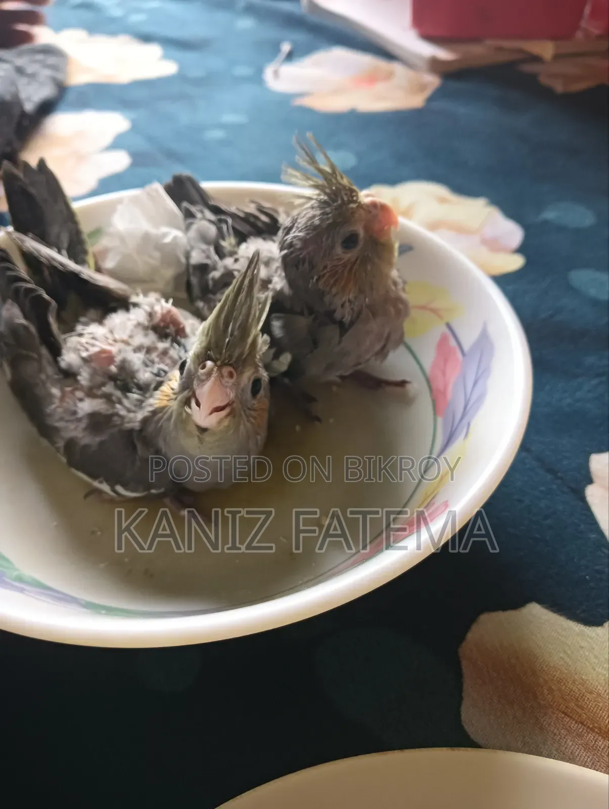 ১ মাস বয়সী কোকাটেল পাখির বাচ্চা বিক্রি