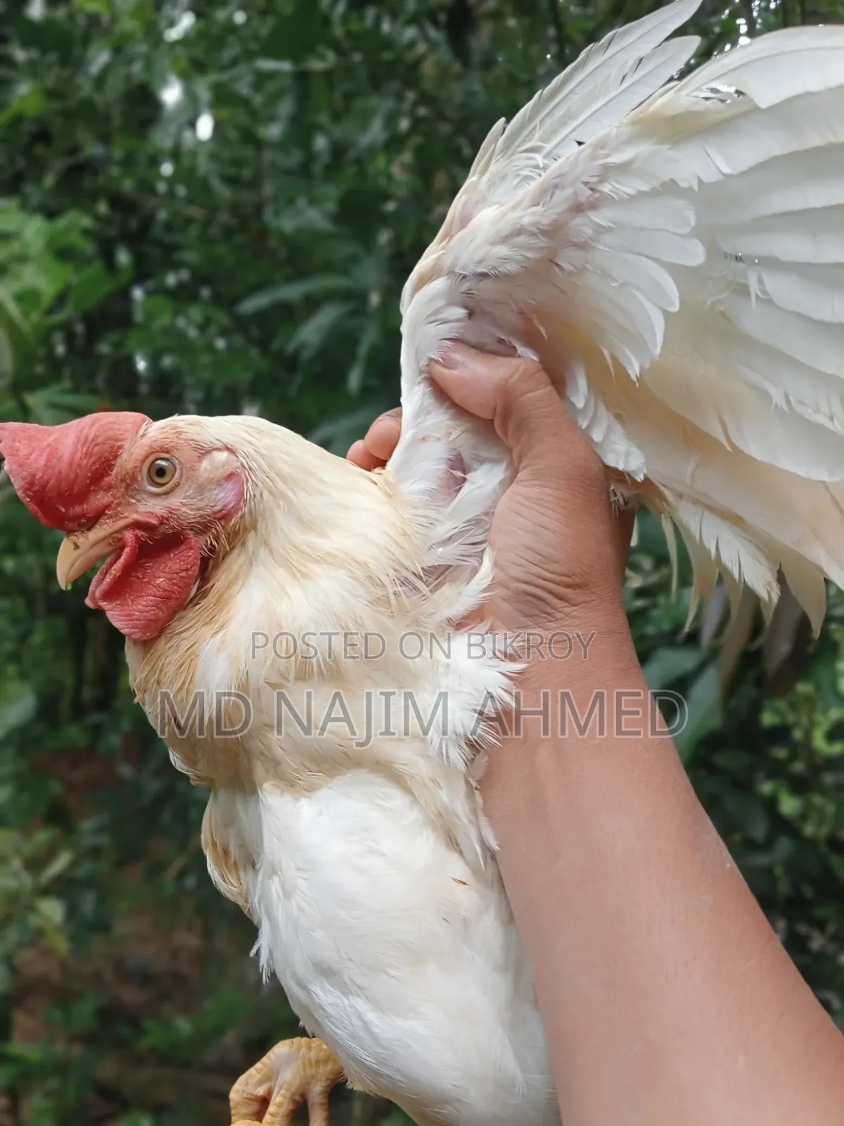 **সাদা লেয়ার কক মোরগ বিক্রয় হবে**