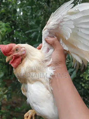 **সাদা লেয়ার কক মোরগ বিক্রয় হবে**