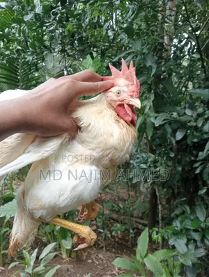 **সাদা লেয়ার কক মোরগ বিক্রয় হবে**