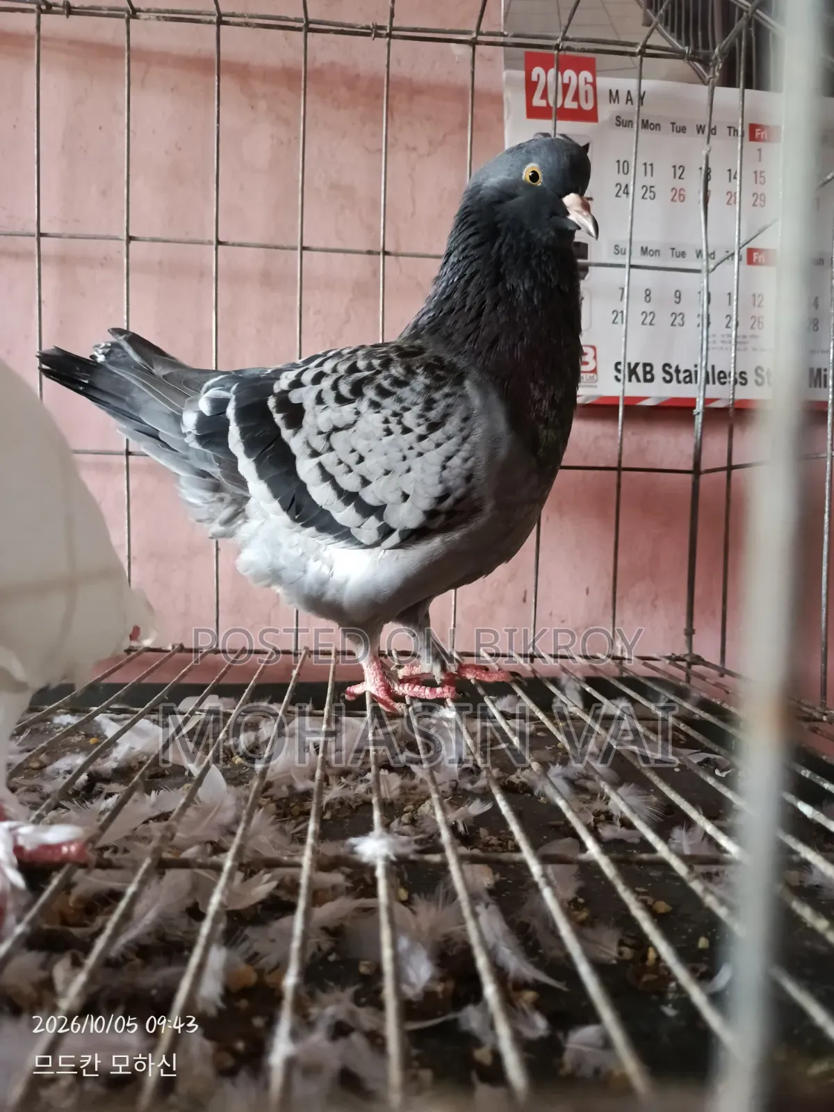 কবুতর ৮ পিচ