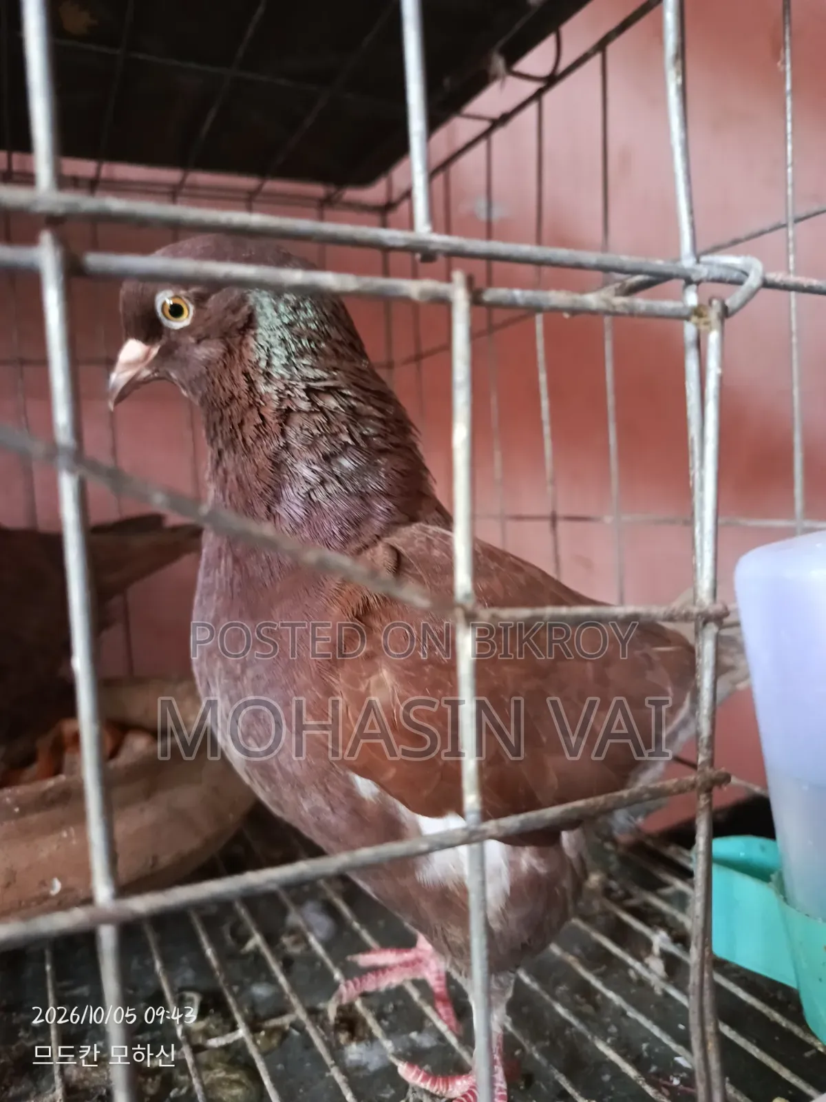 কবুতর ৮ পিচ