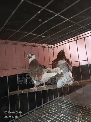 কবুতর ৮ পিচ