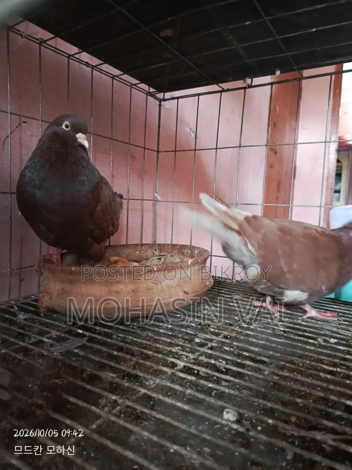 কবুতর ৮ পিচ