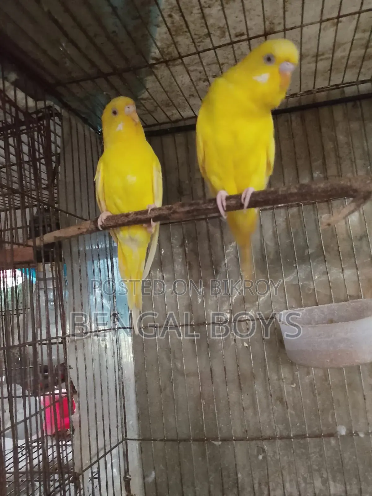 লুটিনো বাজরিগার পাখি