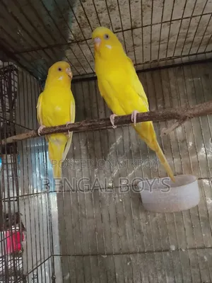 লুটিনো বাজরিগার পাখি