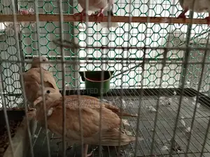 Australian Dove