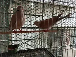 Australian Dove