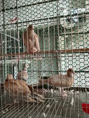 Australian Dove