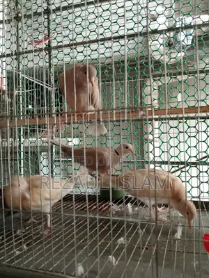 Australian Dove