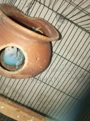 বাজরিগার পাখি