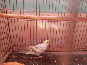 Bajighar Pakhi ( Female)