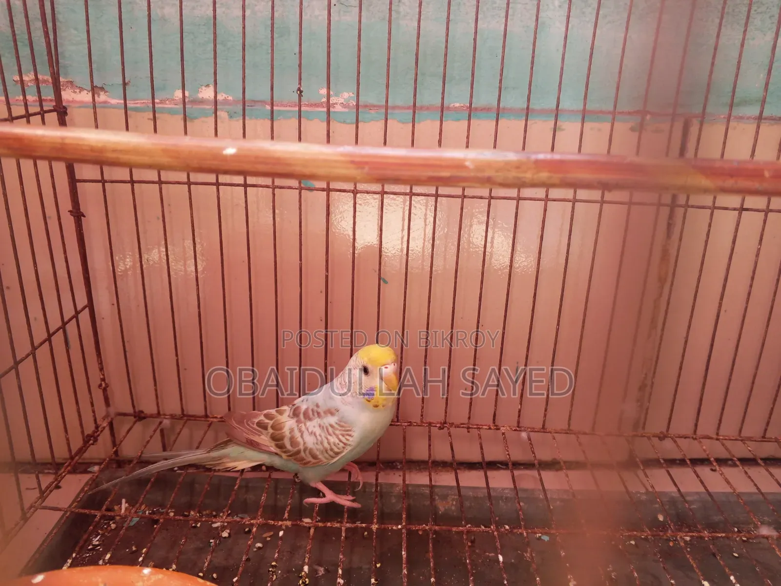 Bajighar Pakhi ( Female)