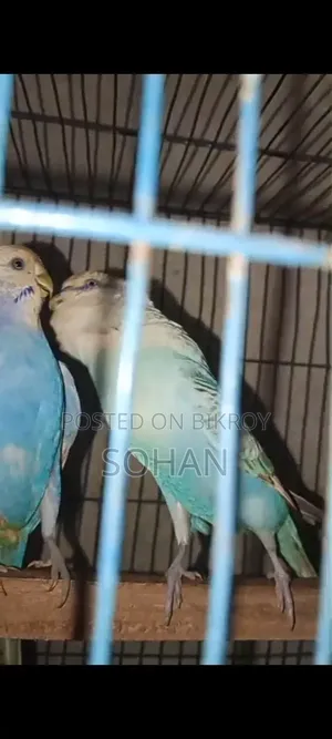 বাজরিগার পাখি