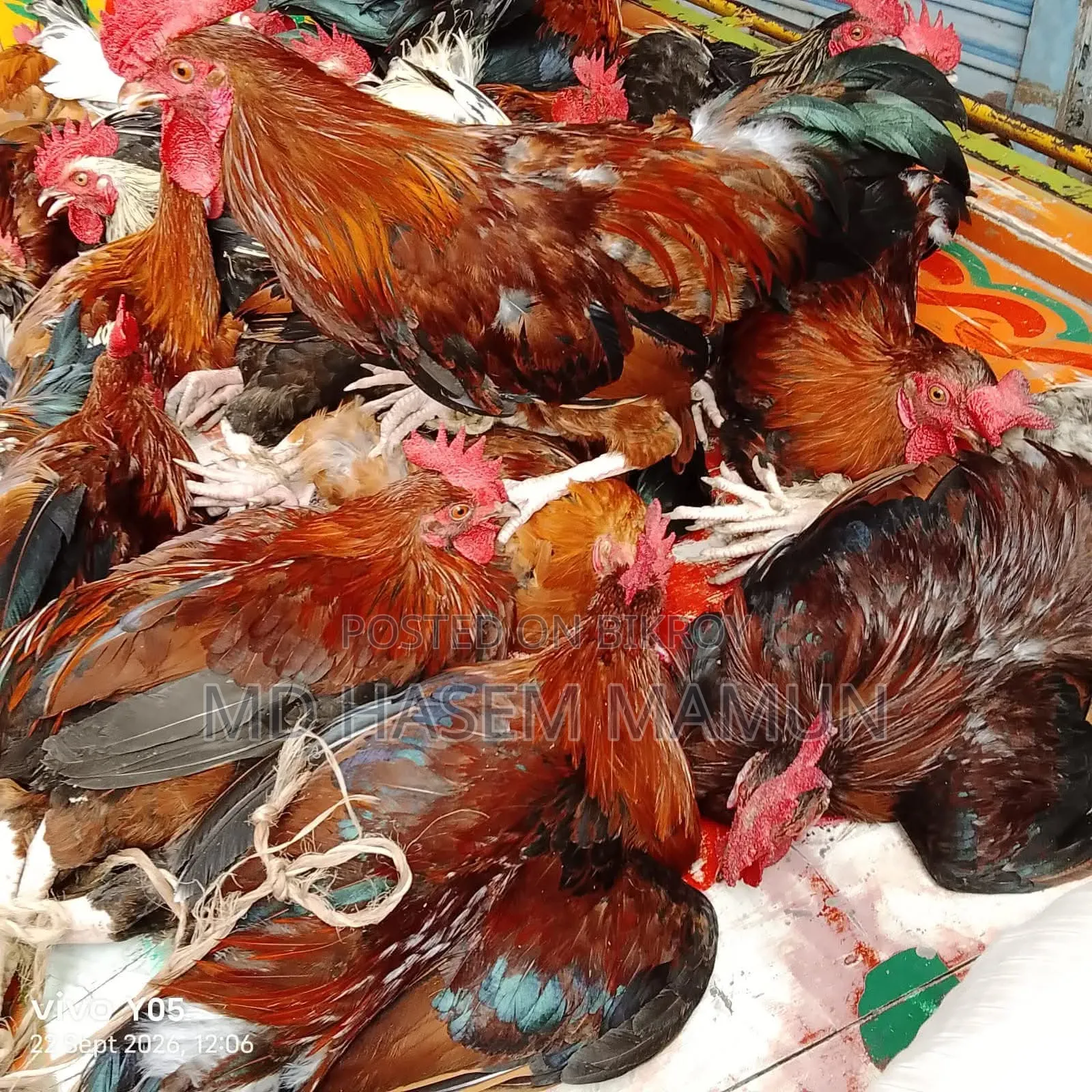 দেশি মোরগ ও দেশি হাঁস মুরগির ডিম পাবেন