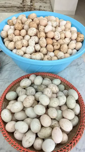দেশি মোরগ ও দেশি হাঁস মুরগির ডিম পাবেন