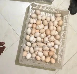 দেশি মোরগ ও দেশি হাঁস মুরগির ডিম পাবেন